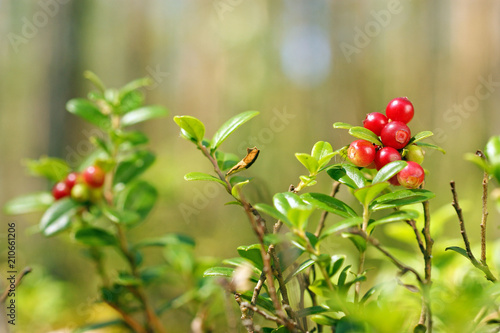 red bright lingonberries in summer pine forest