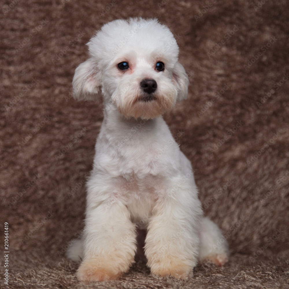 cute white bichon on fur background looks to side cute white bichon on fur background looks to side