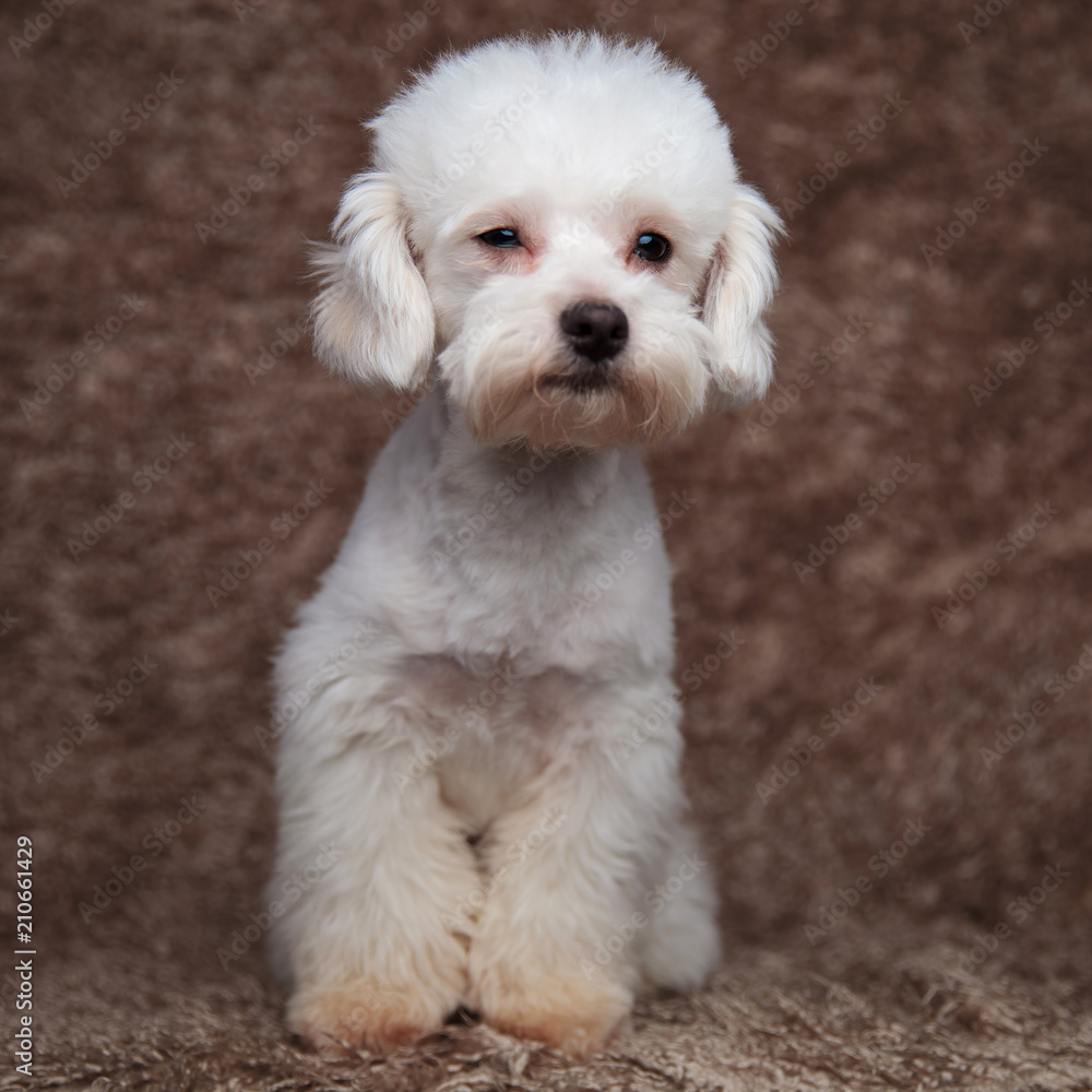 seated white furry bichon looking to side