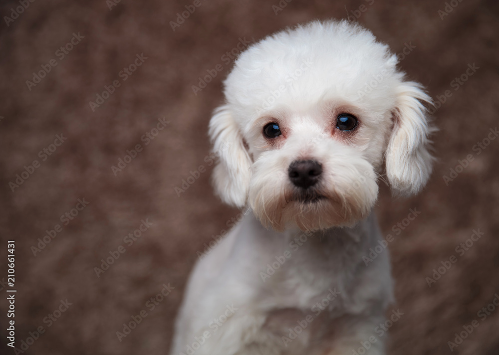 head of adorable furry bichon looking to side