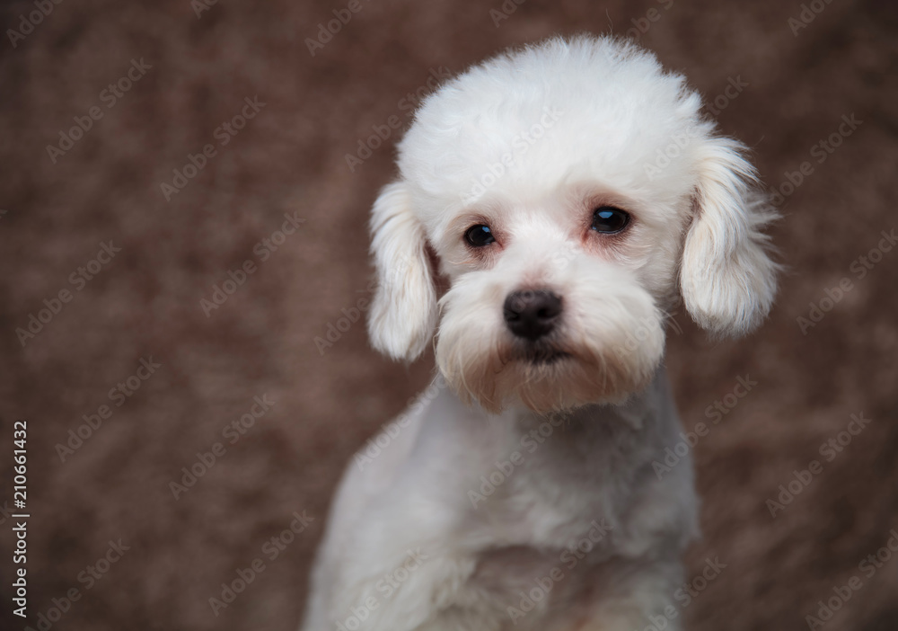 close up of lovely white bichon looking to side