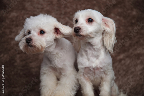 curious bichon couple looks to side while sitting
