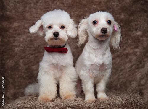 lovely bichon couple with red and pink bowties sitting