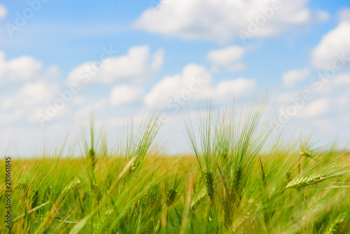 young wheat field closeup as background, bright sun, beautiful summer landscape