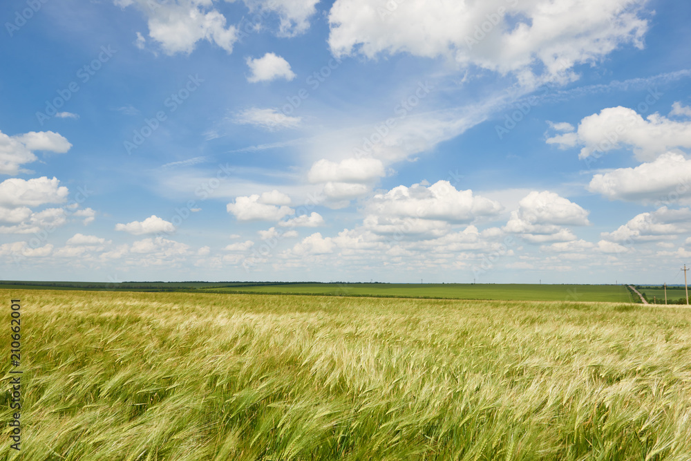 young wheat field as background, bright sun, beautiful summer landscape young wheat field as background, bright sun, beautiful summer landscape
