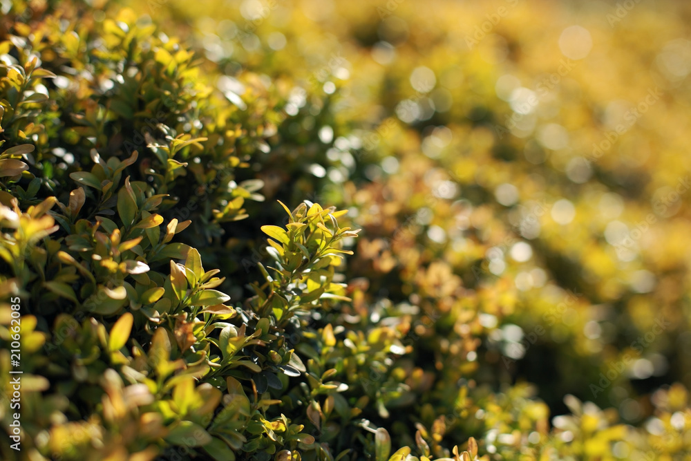 Hedge Hedge