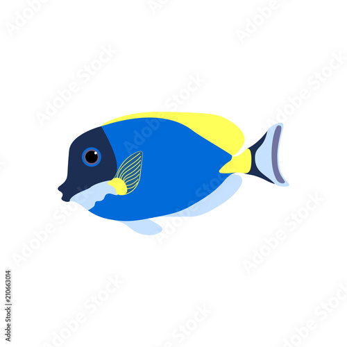 Acanthurus nigricans Gold-Rimmed Tang