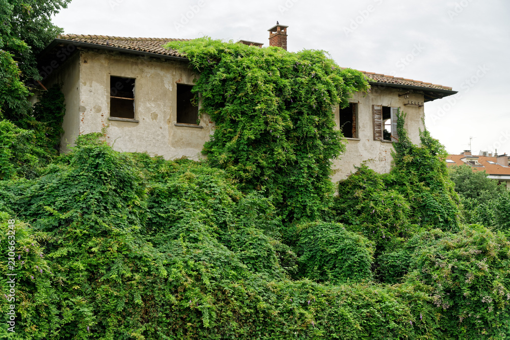 Evergreen ivy growing on brick wall of old house Evergreen ivy growing on brick wall of old house