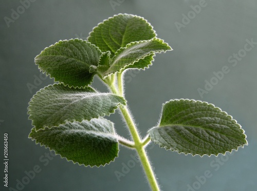 mint plant as herb and spice