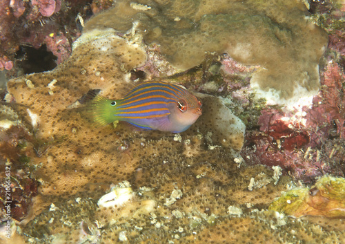  Six stripe wrasse ( pseudocheilinus hexataenia ) swimming over coral reef of Bali, Indonesia 