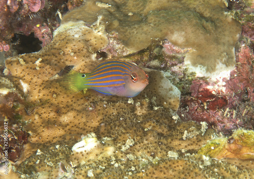  Six stripe wrasse ( pseudocheilinus hexataenia ) swimming over coral reef of Bali, Indonesia  © Hans Gert Broeder