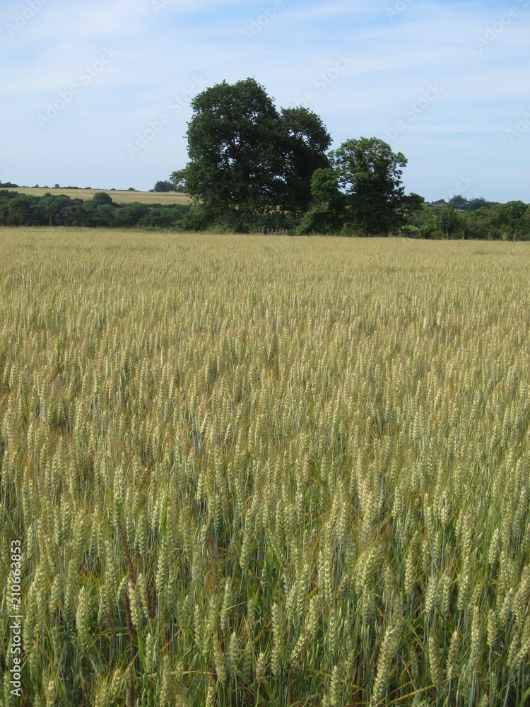 Wheat field in Brittany