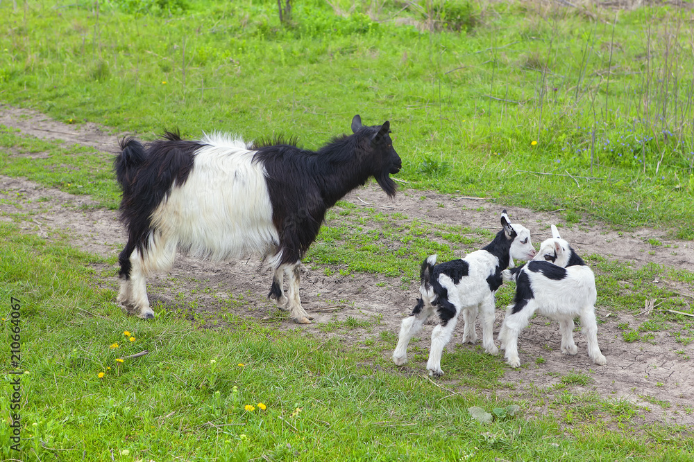Obraz premium goat mother with two little labs 
