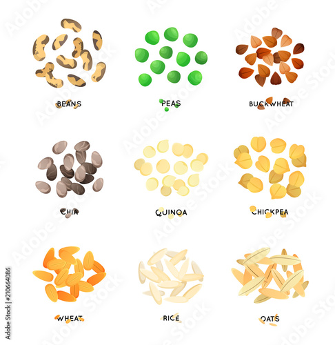 Agro culture seeds. Cereals illustration.
