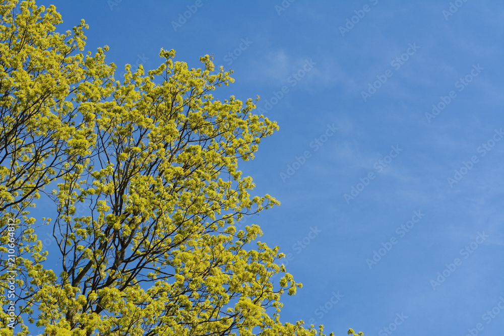 Green leaves of a tree against clear blue sky
