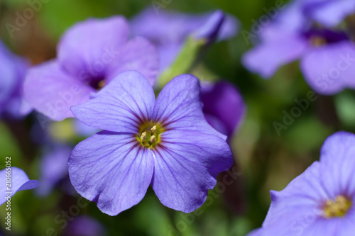 Flax flower close-up