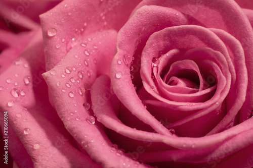 Pink rose macro