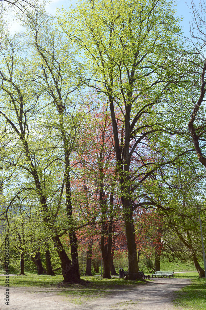 Trees along a footpath in Deer's Park, Tallinn, Estonia