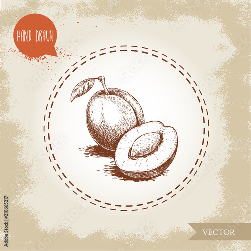 Hand drawn sketch style plums group. Whole and half with seed. Organic eco fruit vector illustration. Isolated on old looking background.