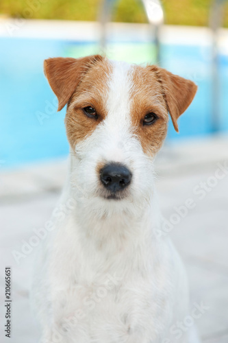 Parson Russel Terrier am Swimmingpool