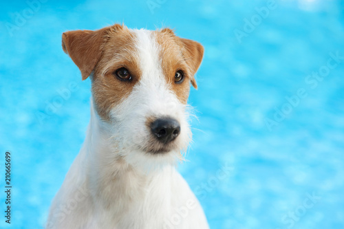 Parson Russel Terrier am Swimmingpool