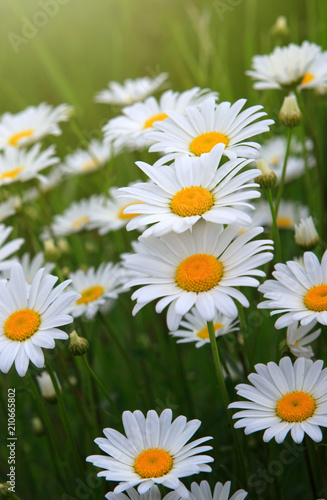 White daisies in the summer day.