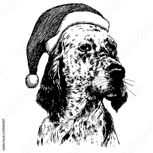 English setter dog with christmas santa hat