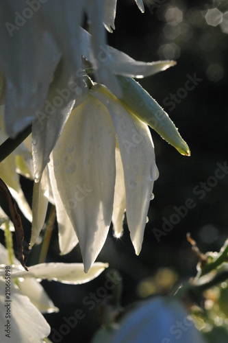 white yucca flower in drops of dew