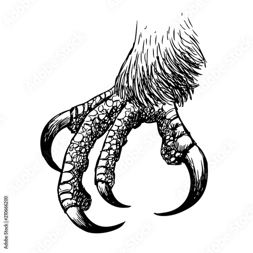 eagle claw, hawk bird doodle hand drawn