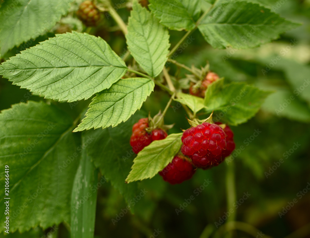 ripe delicious organic raspberries on the bush. eco gardening ripe delicious organic raspberries on the bush. eco gardening
