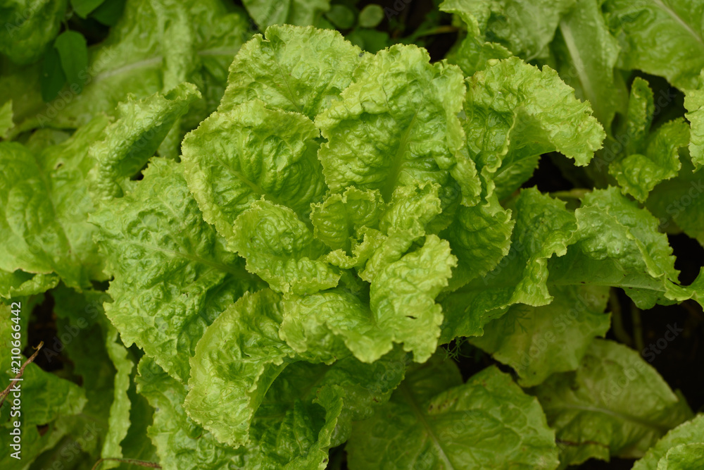 Top view of lettuce leaves on bush of lettuce grows on a garden. organic gardening. Top view of lettuce leaves on bush of lettuce grows on a garden. organic gardening.