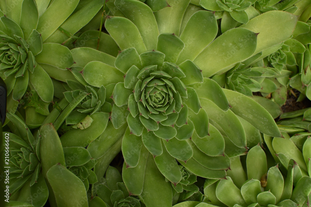 Closeup of big Sempervivum tectorum (common houseleek). Green succulent background. Closeup of big Sempervivum tectorum (common houseleek). Green succulent background.