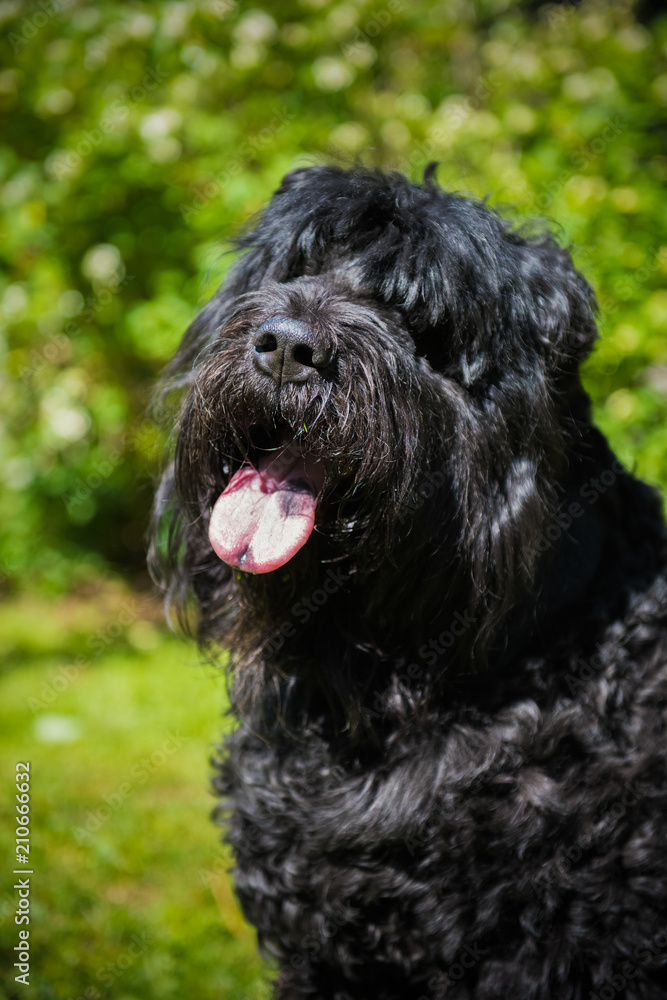 Big adult Russian Black Terrier dog close up