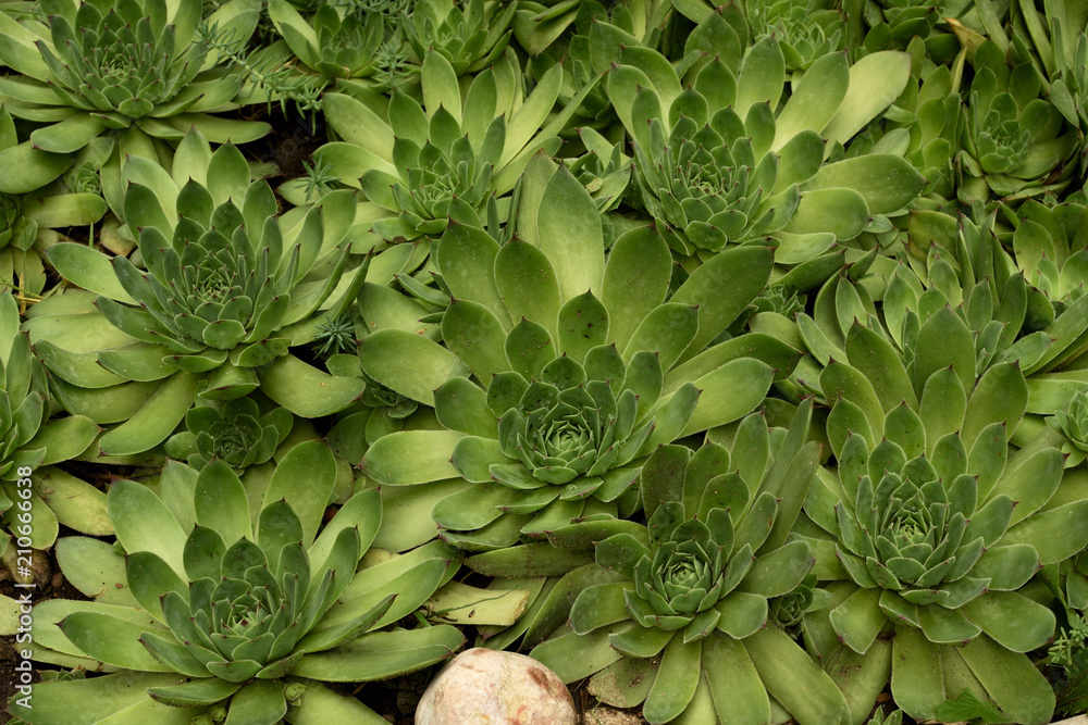Fototapeta premium Sempervivum tectorum (common houseleek). Green succulent background.