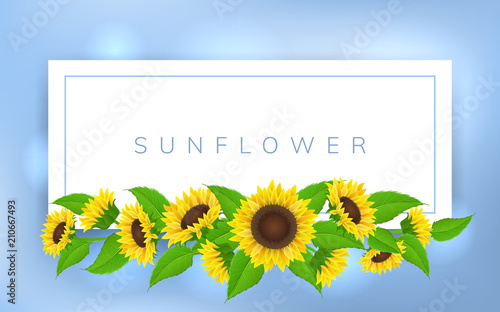 Horizontal banner frame with yellow sunflower and green leaf. Vector illustration for summer and floral design background