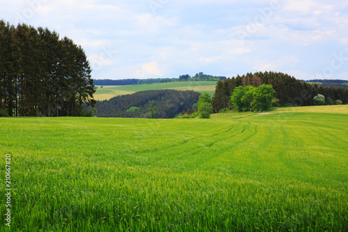 Fototapeta Naklejka Na Ścianę i Meble -  Green wheat field and blue sky.