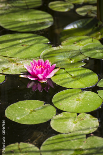 pink lotus in the lake