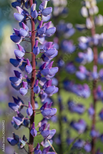 Violet lupines flowering in the meadow  close up  shallow depth of field