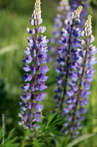 Violet lupines flowering in the meadow, close up, shallow depth of field