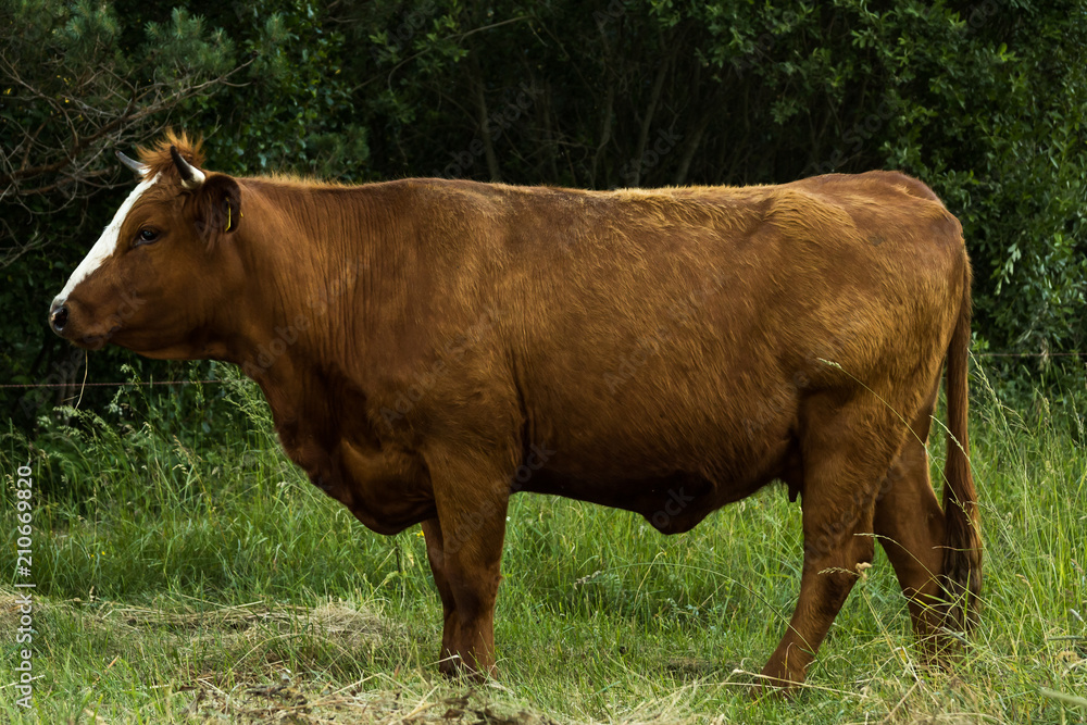 cows graze on the field in the summer evening