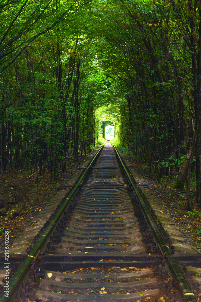 railway in the forest railway in the forest