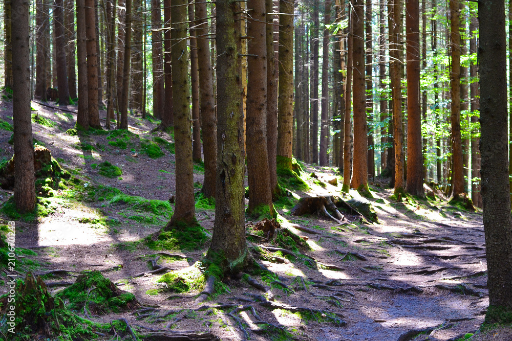 forest forest