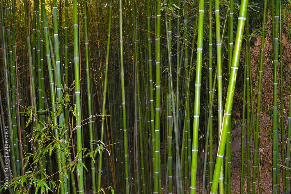 Fototapeta premium bamboo