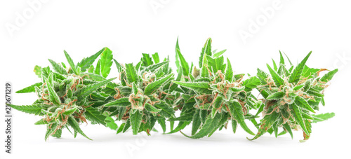 Fresh Medical marijuana isolated on white background. Therapeutic and Medical cannabis
