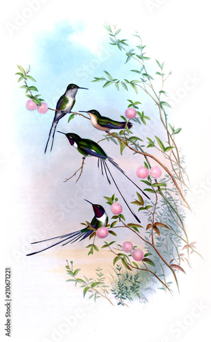 Naklejka Ilustracja Hummingbird.