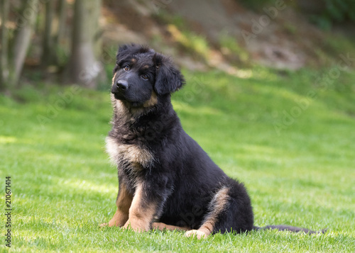 German shepherd puppy dog