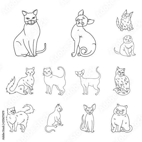 Breeds of cats outline icons in set collection for design. Pet cat vector symbol stock web illustration.
