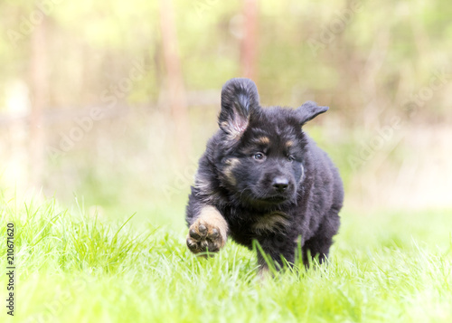 Fototapeta Naklejka Na Ścianę i Meble -  German shepherd puppy dog