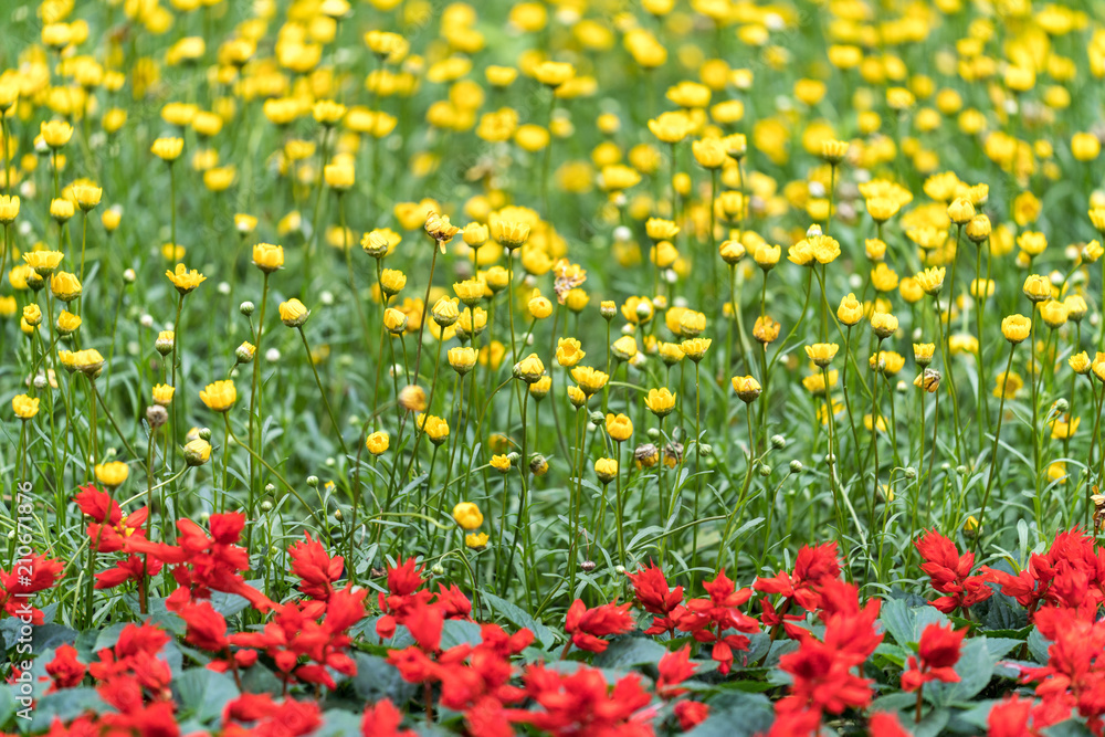 Small yellow and red flowers