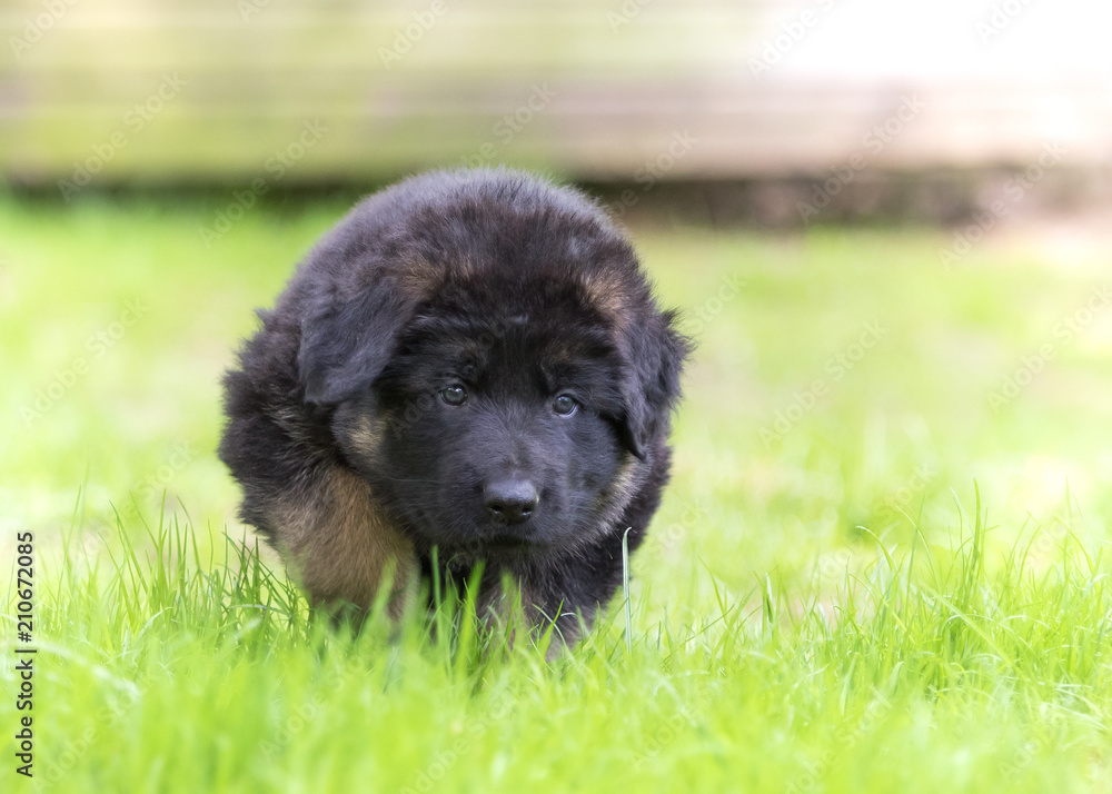 German shepherd puppy dog